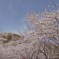 1万本の桜